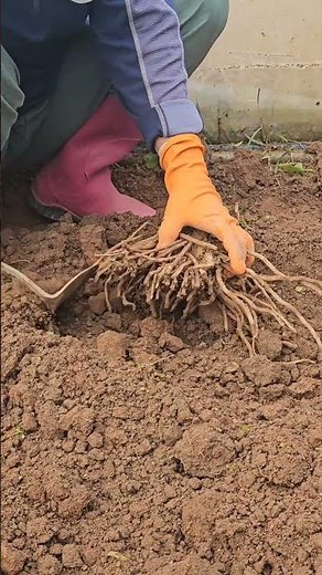 How to Plant and Spacing Asparagus Seedlings (Farming God)