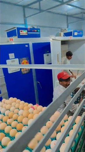 transfer time 40320 eggs 🥚🐣🐥