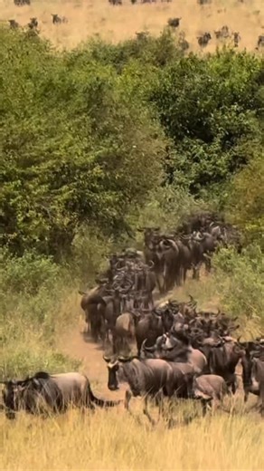 The Soluna Experience on Instagram: "JAN - FEB- MARCH - the most underrated time to visit Kenya. . . . . . [Africa, Kenya, Best time to visit Kenya, Calving Season, Safari, African Safari, February Travel, Amboseli national park, Lake Naivasha, Maasai Mara, safari, Magical Kenya, Travel, Wildlife] #Africa #visitkenya #safari #wildlifeadventures"