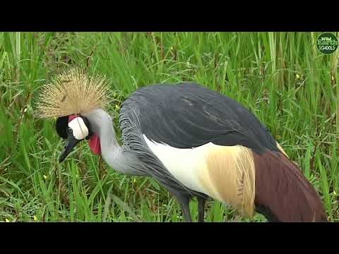Moment of the Week: Two Grey Crowned Cranes Serenade Each Other