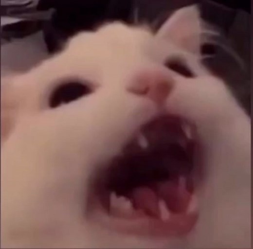 Thurston Waffles Rant - Hilarious Cat Meme Compilation