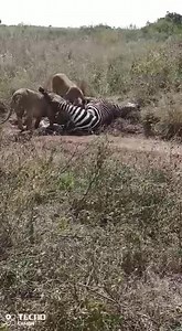 2.6K views · 16 reactions | Kenya Wildlife Service on Reels | Facebook