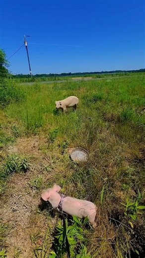 2.6M views · 67K reactions | We got a lot of questions about Mr. Pancakes and his "superhero era" last week! This is a small snippet of when he helped save another piggy, Sylvie! It's also partially why he's wearing a cape in his merch. ❤️隸‍♂️ #unstoppablepancake The Pancakes Method worked and Sylvie jumped in the back of my Kia the next day!  She found her forever home and a little sister Indie at Share the Moon Animal Sanctuary ❤️ | Sisu Refuge | Facebook