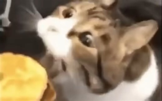 Kitty，you can has cheese burger