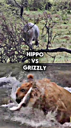 Hippo vs Grizzly - Epic Animal Battle