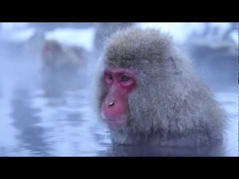 Monkey Meditations - Snow Monkeys in a Hot Spring, Japan