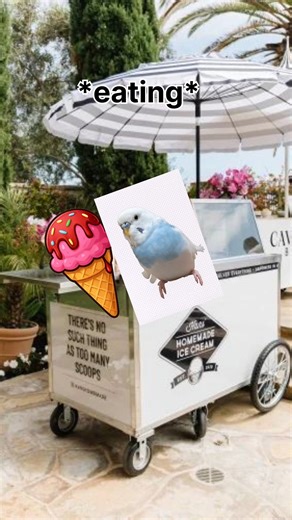 😳 never let birbs eat free icecream 🍦 🐦