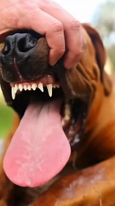 4.8K views · 67 reactions | 1 of the most legendary dog breed in the world #interesting | Chris | Facebook