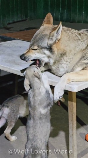Wolf Pups Try to Get Closer to Dad Wolf 🐺❤️ #wolf #babywolf #wildlife