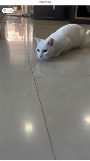 Hunter Cat vs Mouse – The Perfect Pounce! #HunterCat #CatVsMouse #CatHunting #CatCatchMouse #funny