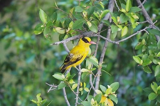 Gelber Vogel – diese Vogelarten haben ein gelbes Federkleid
