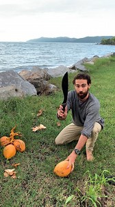 12K views · 175 reactions | Have a mate that’d find this useful? Or any more questions about one of the great fruits you’ll find on the beach, let us know! 便 | Back 2 Basics Adventures | Facebook