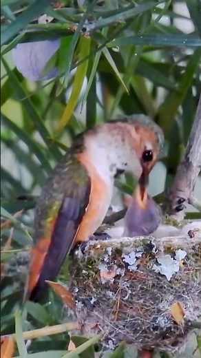Adorable Hummingbird Feeding Its Baby | Heartwarming Nature Moment #amazinbirdw