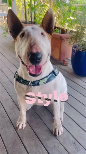 Personalized No Pull Dog Harness with Matching Jibbitz