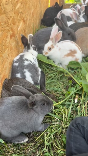 It has been a busy October over here at the Fluorescent farm! Getting everything ready for the winter has been a struggle. So this will probably be one of the last fresh green meals the rabbits will get for the year. Need to stock up on some good hay and alfalfa for the winter. ❄️ #rabbits #farmlife #animals #cute #bunnies #smallbuisness #fresh #freshfood | Fluorescent Exotics