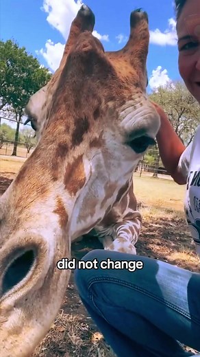Unique Story of Raising a Pet Giraffe