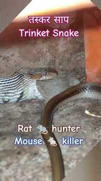 #तस्कर #TrinketSnake #sarpmitra #snake #snakerescuevideos #snakecatcher #ratkillr #mouse