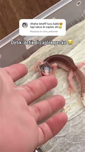 Check out the website: wachigecko.com if you want to adopt a gecko 🫶🏻 or just click the link in t...