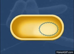 Life Cycle of T2 Phage [HD Animation] on Make a GIF
