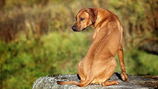 Historia del Crestado Rodesiano, el perro para cazar leones - UnoTV