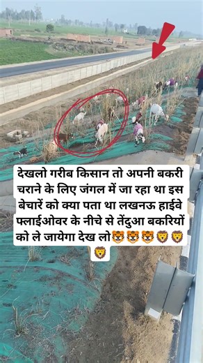 देखलो गरीब किसान तो अपनी बकरी चराने के लिए जंगल में जा रहा था इस बेचारें को क्या पत#viral #shorts