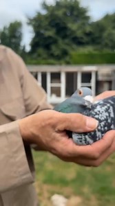 My 2nd pigeon on Barcelona, still top 10 national preliminary 🥰 | Batenburg-v.d. Merwe pigeons