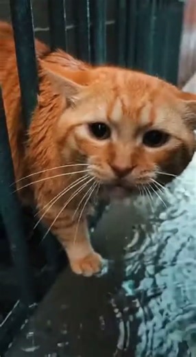 Chubby Cat Stuck in Vertical Grate Rescued with Bolt Cutter 🐱💦 Товстий кіт застряг у решітці