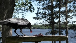 Black crow gulps down grape jelly by a lake.