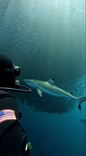 The bait ball: Sharks hunting a massive school of fish. 🦈🐟
