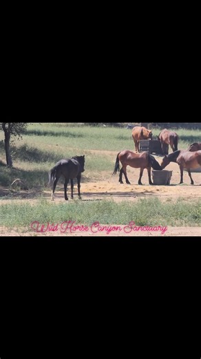 We feed our rescued horses every day. Even at the sanctuary where they have an expansive natural habitat. And that's why they are so fat and shiny. Your donations provide them with everything they need to live their best lives. Www.wildhorserescue.org | Lifesavers Wild Horse Rescue