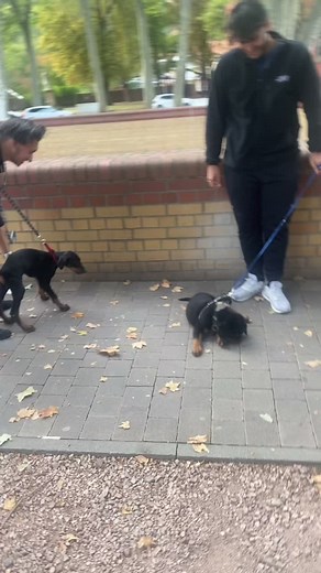 🦋🫀 #Rottweiler #Dobermann #bully #fypage