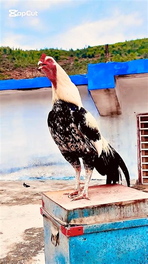 Six best fighters is crowing time but one is no more 🥹so sad #viralvideo#shortsfeed#shorts#fyp#pets