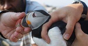 Project Puffin: The Improbable Quest to Bring a Beloved Seabird Back to Egg Rock