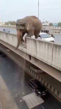 Animals caught in surprising moments