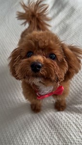 2025 vs 2026 🐻🐶❤️ #cavapoo_daily #cavapoo #puppies #funnypuppy #puppylife | Veronika Barabášová
