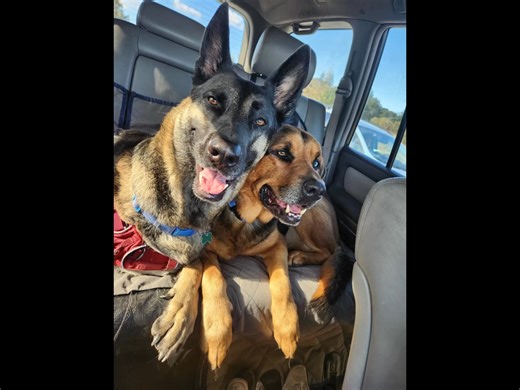 15 reactions | The holiday season is quickly approaching, and plans for family road trips are underway - Coco is eager to tag along! Discover his recent adventure with his foster family and his four-legged brother, Finn! | Silicon Valley Pet Project | Facebook