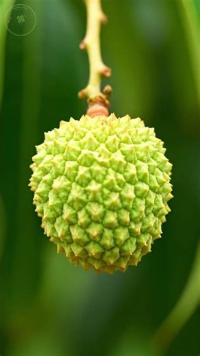 ASMR Lychee Journey: From Flower to Juicy Red Fruit #shorts