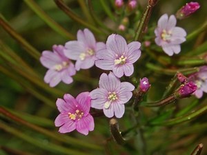 Epilobium parviflorum - Alchetron, The Free Social Encyclopedia