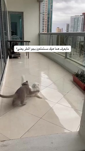 ‏#cat