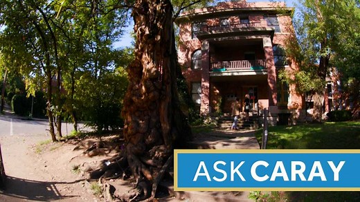 Ask Caray: What is the Witches' Tree and how did it get its name?