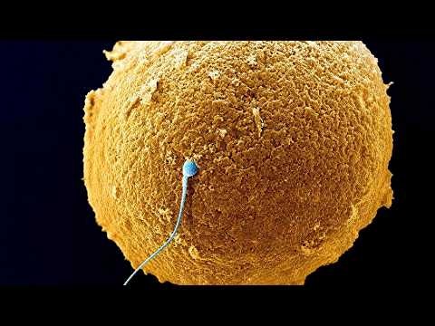 Microscopic Worlds You Have Never Seen | 4K