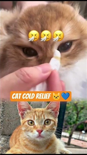 Cat Cold Relief 🐱💙 #animalrescue #wildliferescue