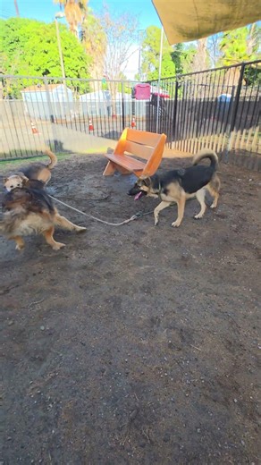 #ShelterPlaygroup All Things Point To Fun With North 1 Year Old German Shepherd Border Collie