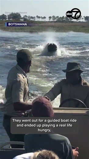 Charging hippo turns boat ride into real-life Hungry Hungry Hippos for tourists in Botswana