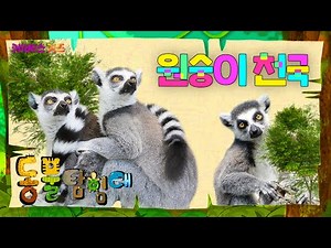 여우원숭이들이 가득한 곳이 있다?ㅣ원숭이들의 천국ㅣ파니파니 동물 탐험대ㅣKBS 방송