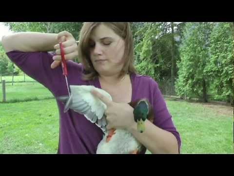 how to clip your birds wings (with call ducks)