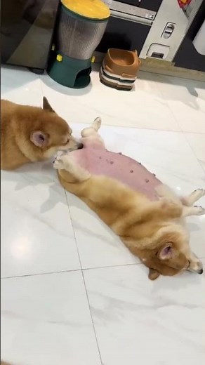 Funny Corgis 😂🐶 10 Cutest Corgi Moments Ever!