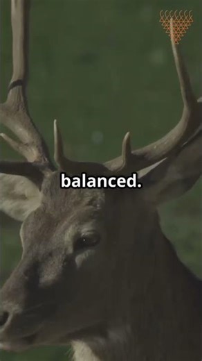 Biodiversity Explained: Why Every Species Matters