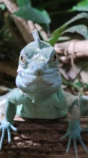 Jesus Christ Lizard Plumed Basilisk Basiliscus plumifrons Reptilien Zoo Burg Forchtenstein Terrarium