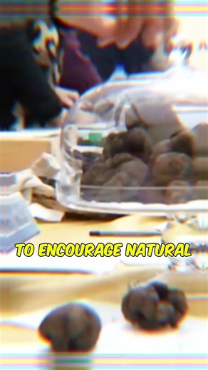 Matsutake Mushrooms: How to Source and Forage Safely #shorts
